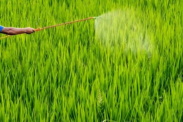 用什么药防治水稻二化螟，杀螟松、三唑磷等药物效果好