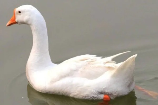 养殖鹅一只鹅的成本,放养的话其成本大约为23.75元