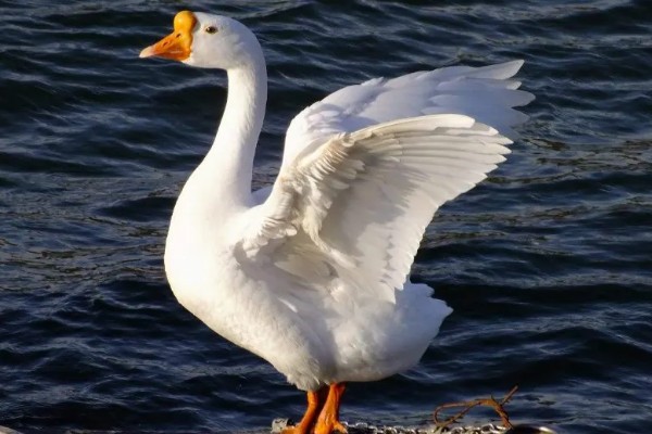 养殖鹅一只鹅的成本,放养的话其成本大约为23.75元