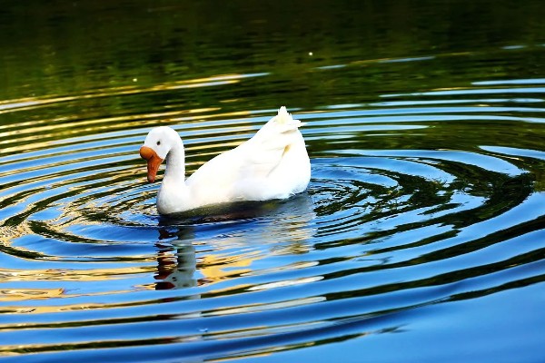 养殖鹅一只鹅的成本,放养的话其成本大约为23.75元