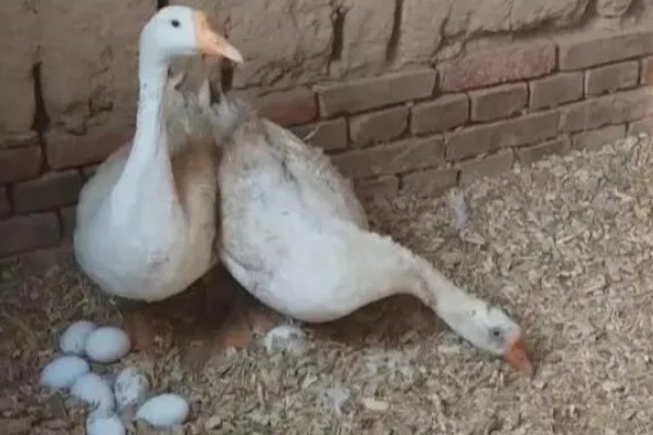 养殖鹅一只鹅的成本,放养的话其成本大约为23.75元