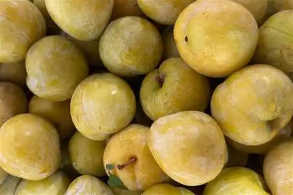 黄金李的产地，主产地在贵州大方