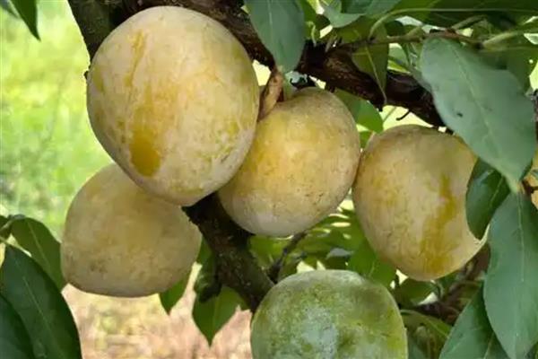 黄金李的产地，主产地在贵州大方