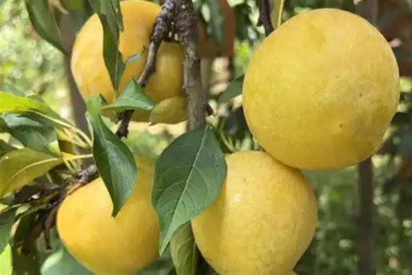 黄金李的产地，主产地在贵州大方