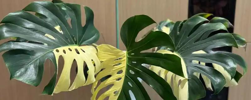 怎么养白锦龟背竹，适合在温暖的环境种植