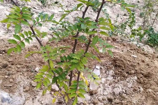 花椒树什么时候移栽，春季和秋季均可进行