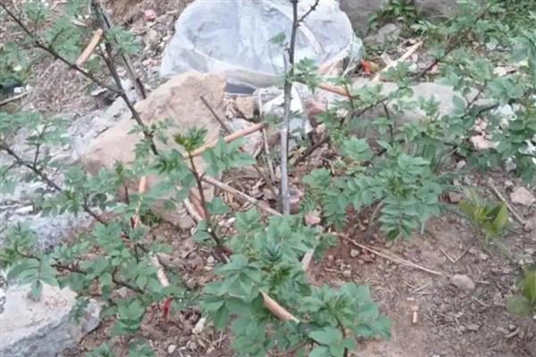 花椒树什么时候移栽，春季和秋季均可进行