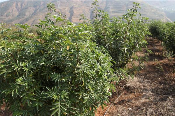 花椒树什么时候移栽，春季和秋季均可进行