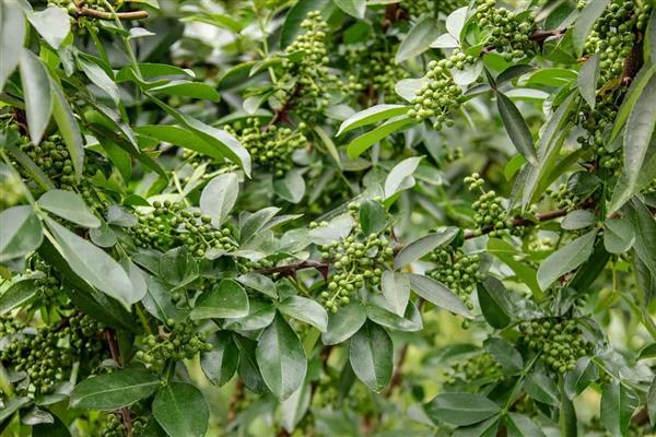 花椒树什么时候移栽，春季和秋季均可进行