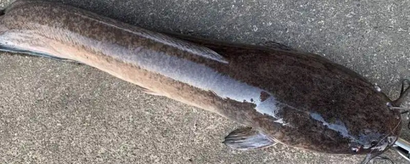 埃及鱼和塘鲺鱼的区别，前者体型大生长快、后者体型小生长慢