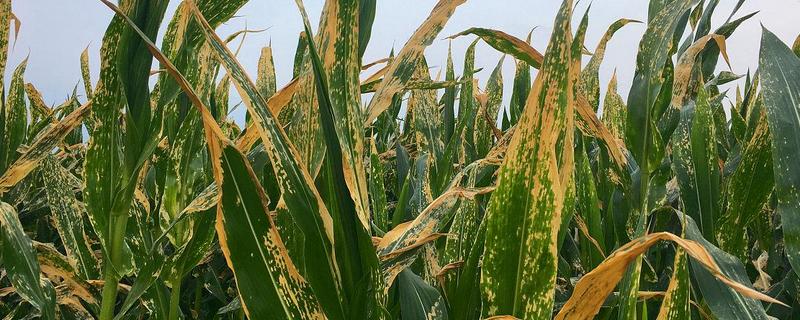 玉米纹枯病的防治方法，发病初期喷施戊唑醇等药物