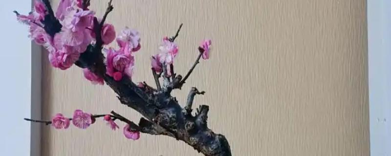 冬天怎么养盆栽梅花，需要提供适宜的光照