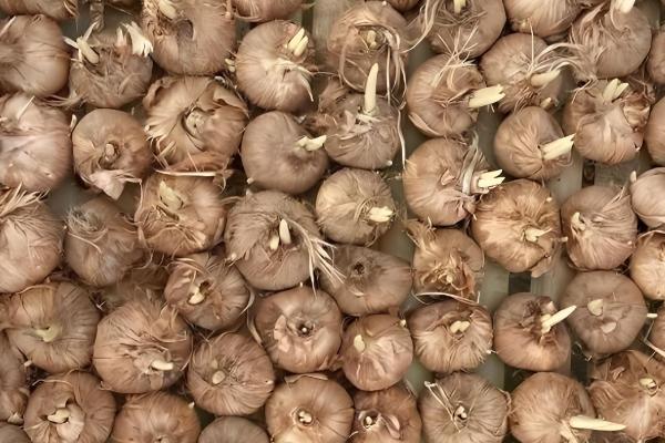 藏红花种子如何种植，要选取个头饱满、色泽光滑的种子