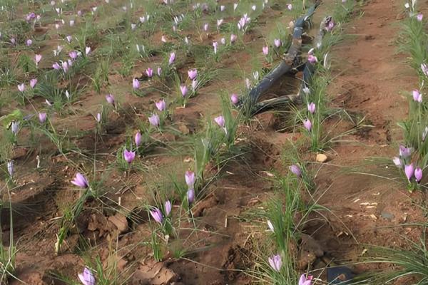 藏红花种子如何种植，要选取个头饱满、色泽光滑的种子
