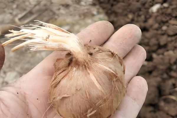 藏红花种子如何种植，要选取个头饱满、色泽光滑的种子