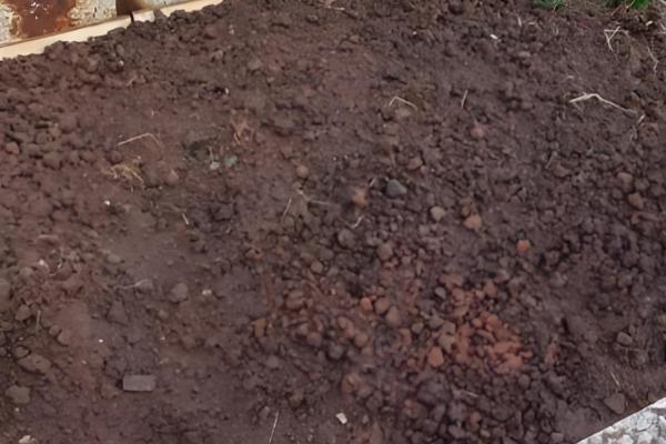 藏红花种子如何种植，要选取个头饱满、色泽光滑的种子