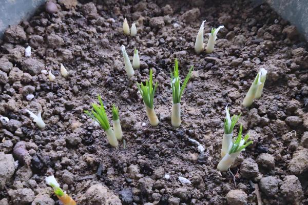 藏红花种子如何种植，要选取个头饱满、色泽光滑的种子