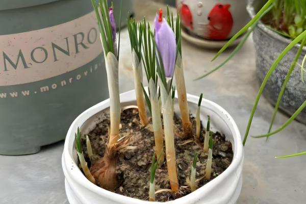 藏红花种子如何种植，要选取个头饱满、色泽光滑的种子