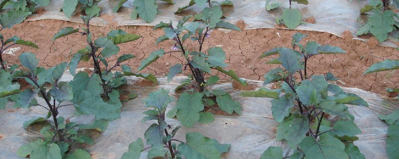 茄子一年能种几次，与当地气候条件有关