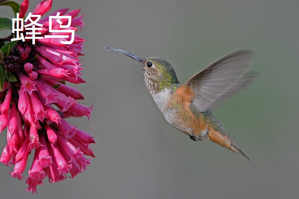 哪种动物的翅膀振动频率最高,有蜂鸟、摇蚊等