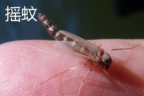 哪种动物的翅膀振动频率最高,有蜂鸟、摇蚊等