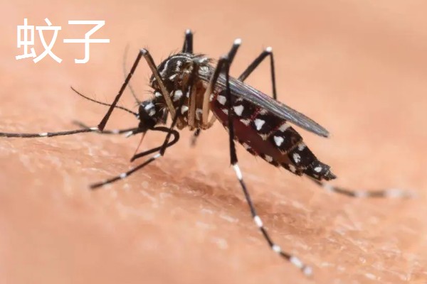 哪种动物的翅膀振动频率最高,有蜂鸟、摇蚊等