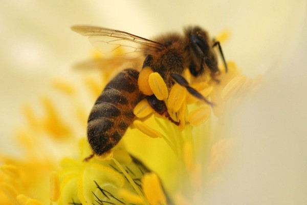 哪种动物的翅膀振动频率最高,有蜂鸟、摇蚊等