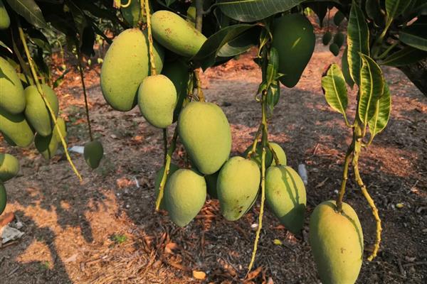 如何判断芒果能摘了没，可以通过果皮颜色辨别