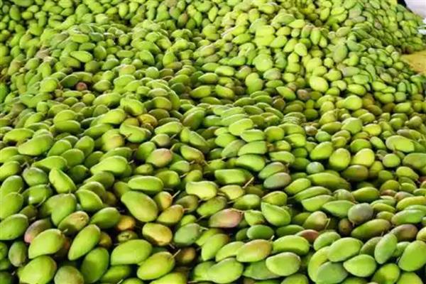 如何判断芒果能摘了没，可以通过果皮颜色辨别