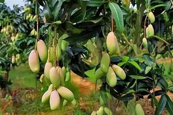 如何判断芒果能摘了没，可以通过果皮颜色辨别