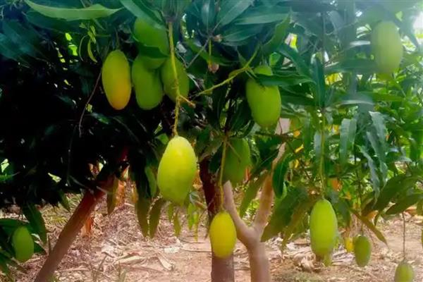 如何判断芒果能摘了没，可以通过果皮颜色辨别