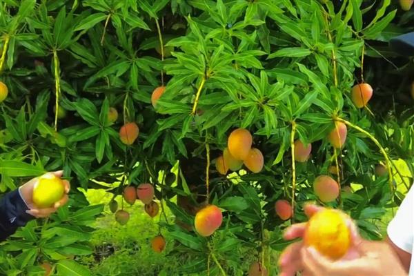 如何判断芒果能摘了没，可以通过果皮颜色辨别