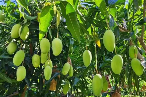 如何判断芒果能摘了没，可以通过果皮颜色辨别