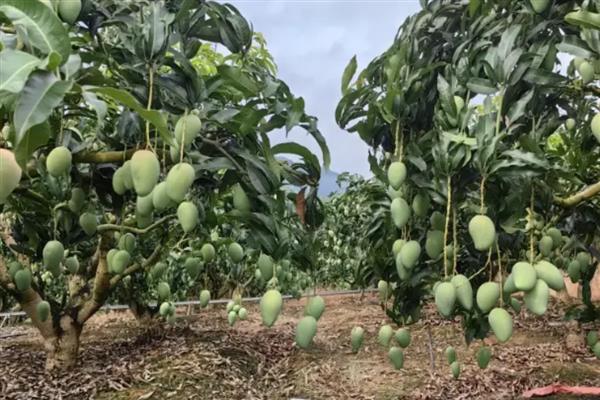 如何判断芒果能摘了没，可以通过果皮颜色辨别