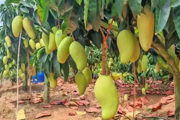 如何判断芒果能摘了没，可以通过果皮颜色辨别