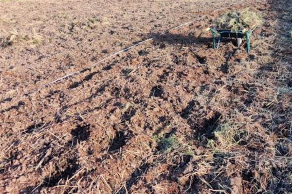 黄精怎么种植，平时让土壤保持微湿