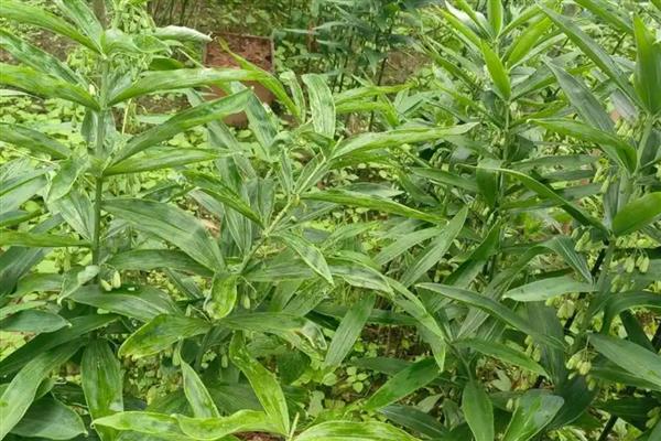 黄精怎么种植，平时让土壤保持微湿