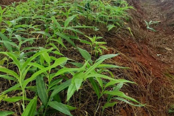 黄精怎么种植，平时让土壤保持微湿