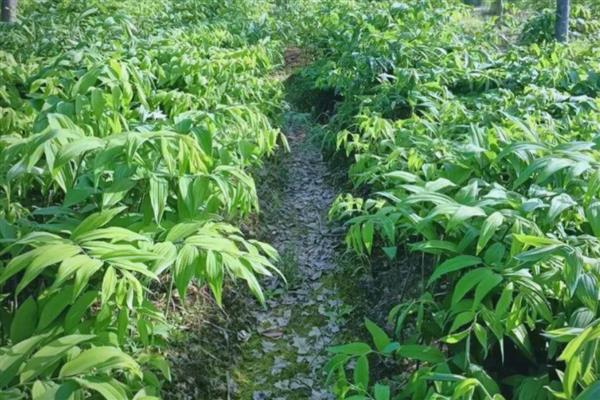 黄精怎么种植，平时让土壤保持微湿