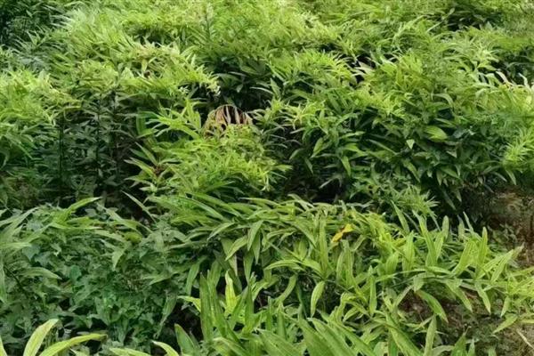 黄精怎么种植，平时让土壤保持微湿