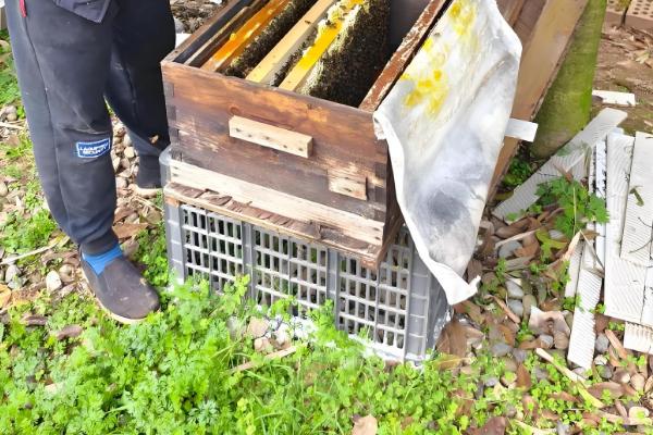 什么药杀蚂蚁且不伤蜜蜂,是指灭蚁灵