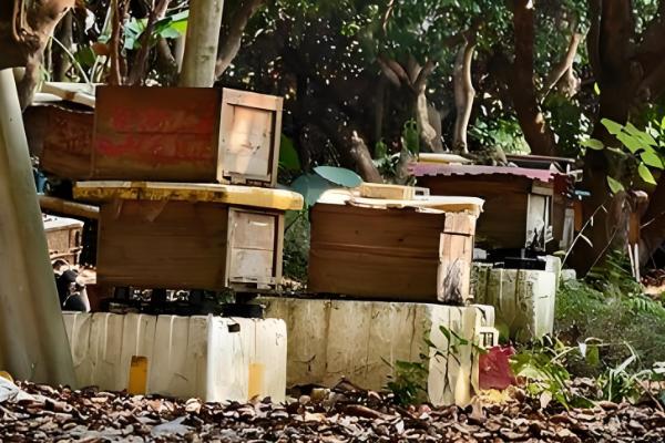 什么药杀蚂蚁且不伤蜜蜂,是指灭蚁灵