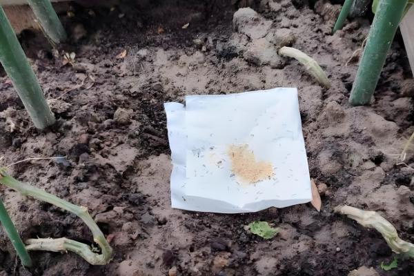 什么药杀蚂蚁且不伤蜜蜂,是指灭蚁灵