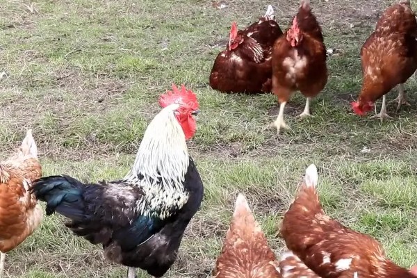 一只公鸡配多少只母鸡合适,配8-15只母鸡