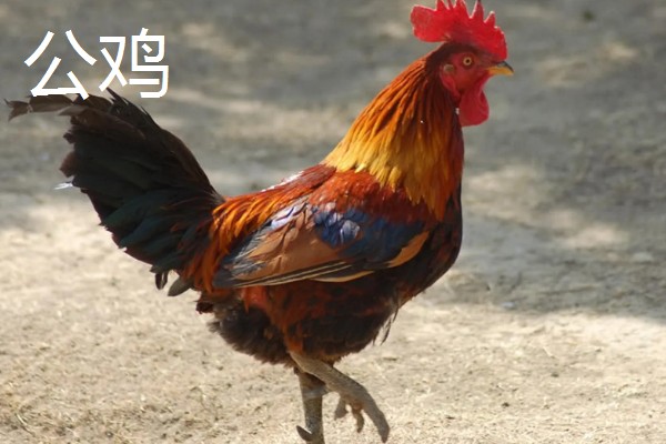 一只公鸡配多少只母鸡合适,配8-15只母鸡