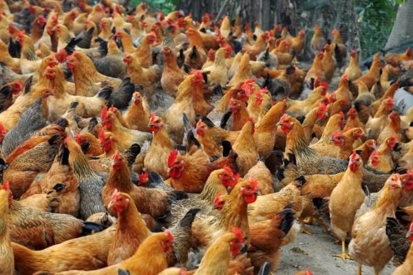 一只公鸡配多少只母鸡合适,配8-15只母鸡