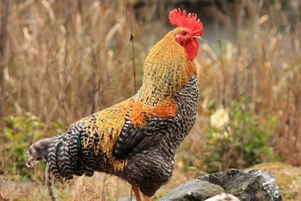 一只公鸡配多少只母鸡合适,配8-15只母鸡