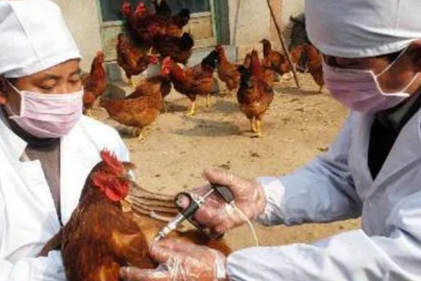 一只公鸡配多少只母鸡合适,配8-15只母鸡