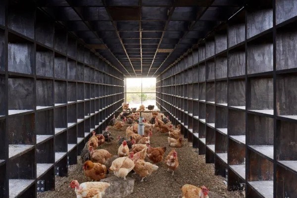 一只公鸡配多少只母鸡合适,配8-15只母鸡