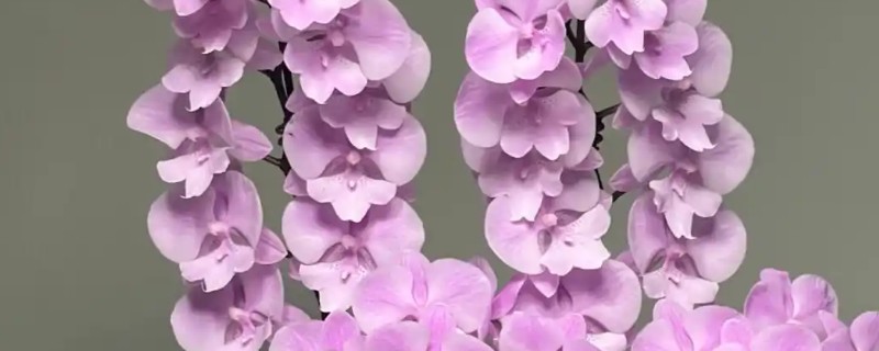 蝴蝶兰的花语，寓意着我爱你